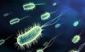 Bakteri Salmonela - Waterpedia